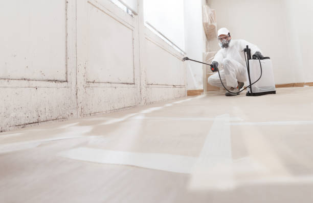 Black mold remediation team in Culpeper